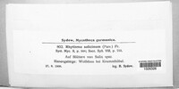 Rhytisma salicinum image